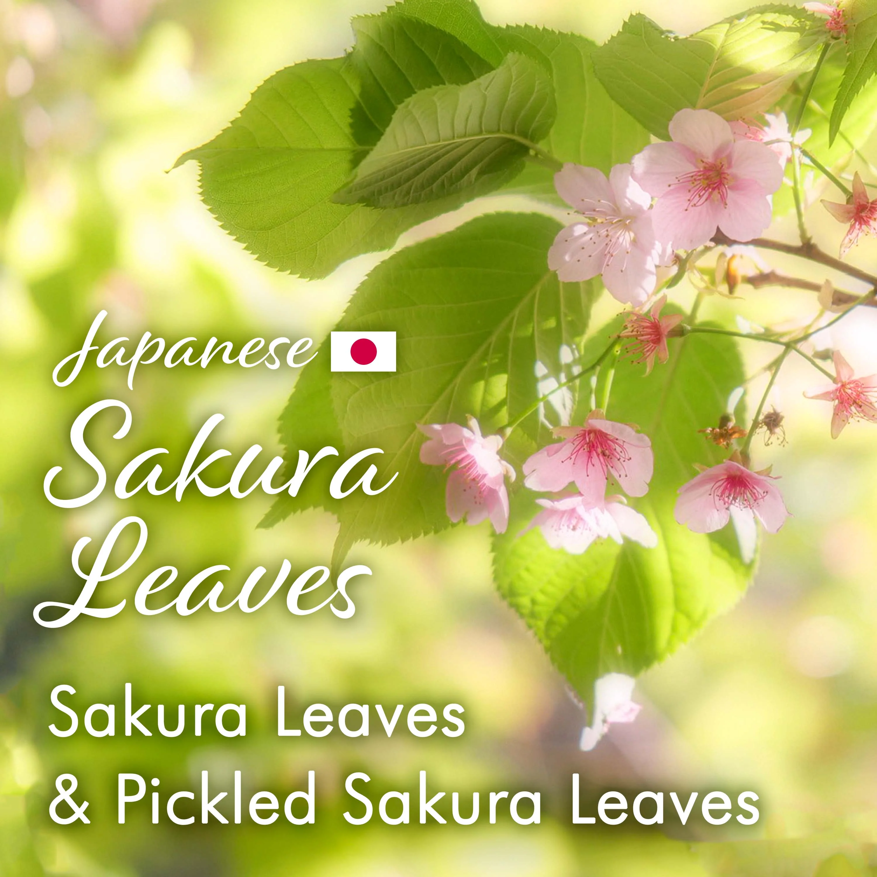 Sakura Black Tea (Tea Bag) 3gx15bags - Image 3