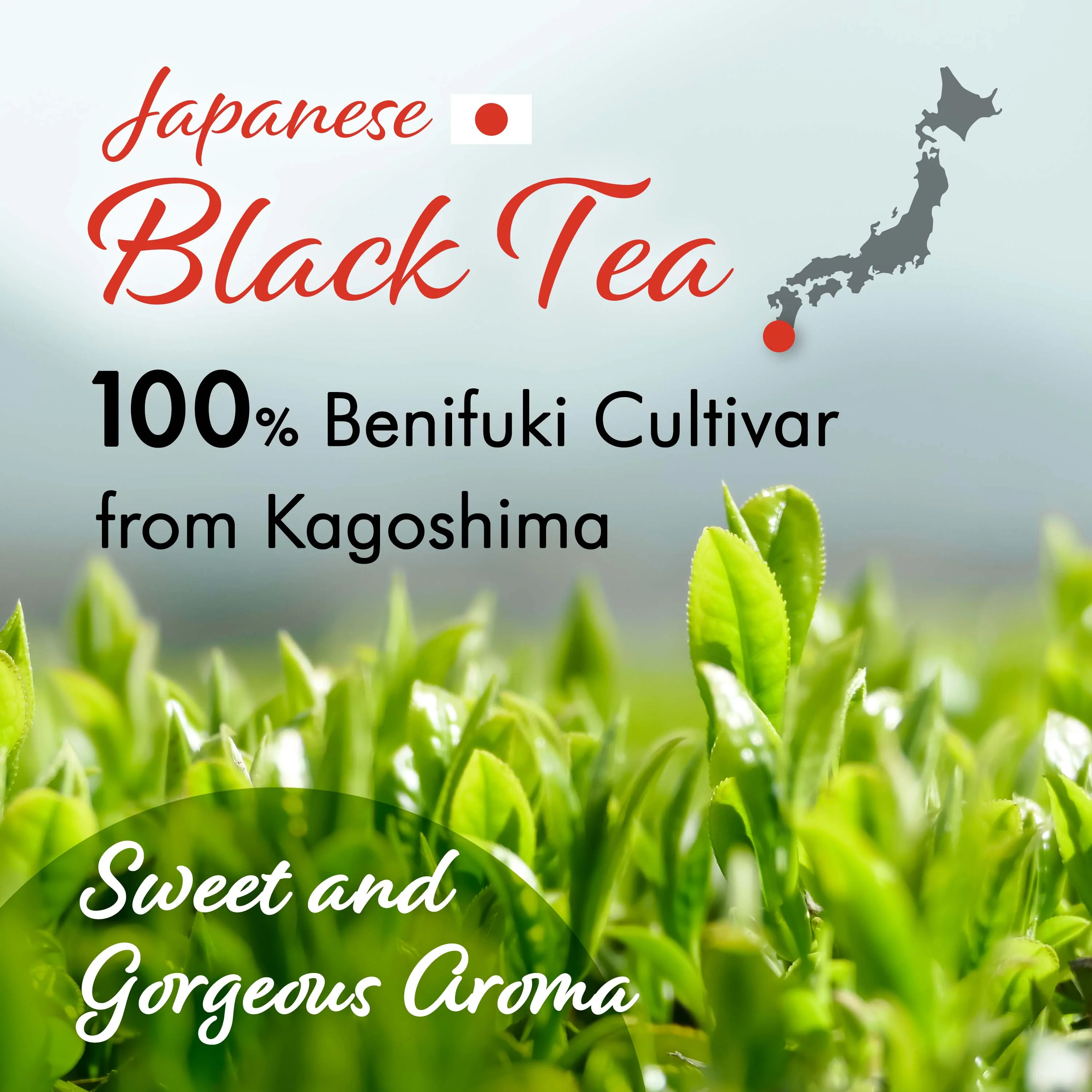 Sakura Black Tea (Tea Bag) 3gx15bags - Image 4
