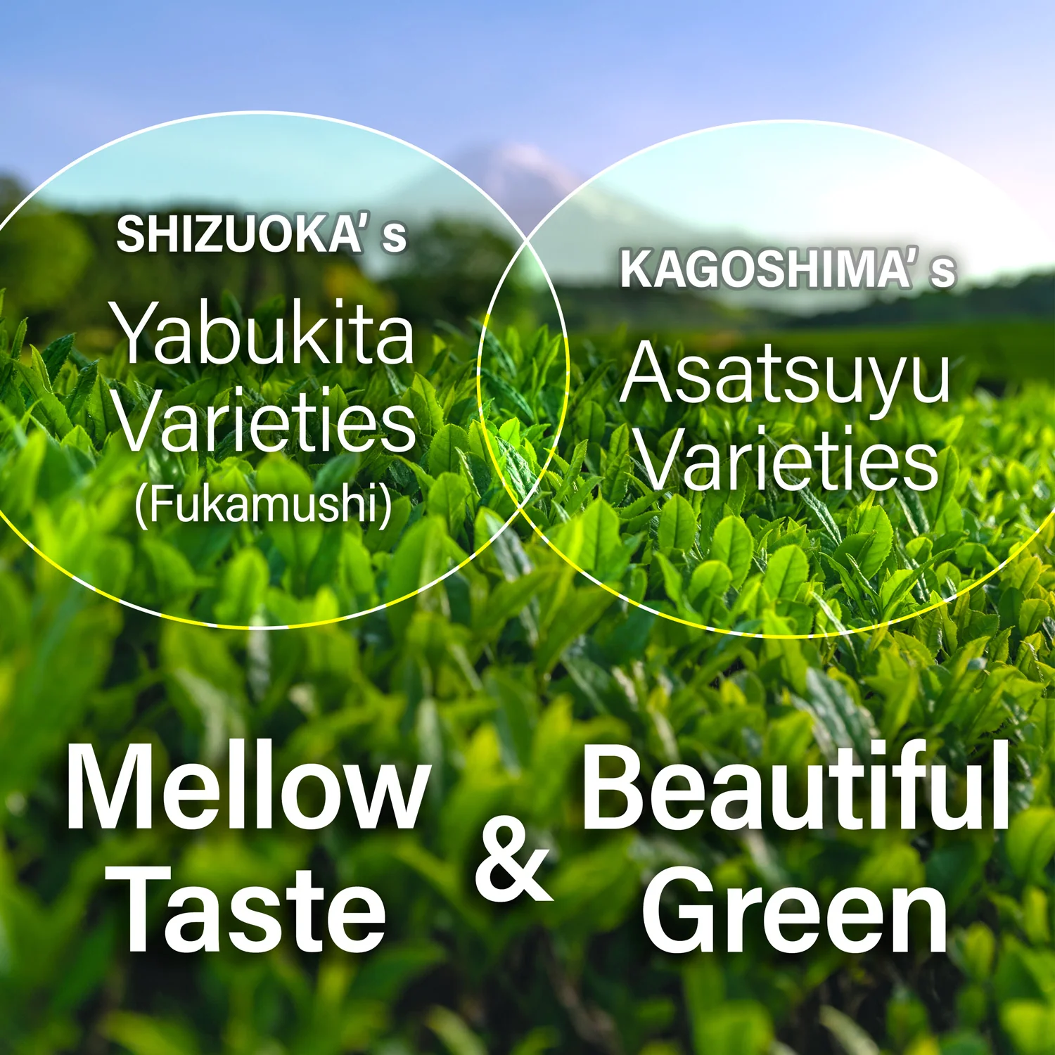 Sakura Sencha Floral Green Tea with Sakura petals 80g(2.82oz) - Image 8